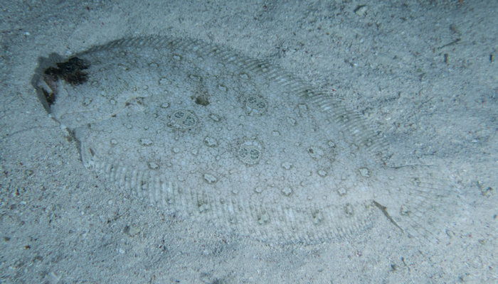 Unknown Flounder